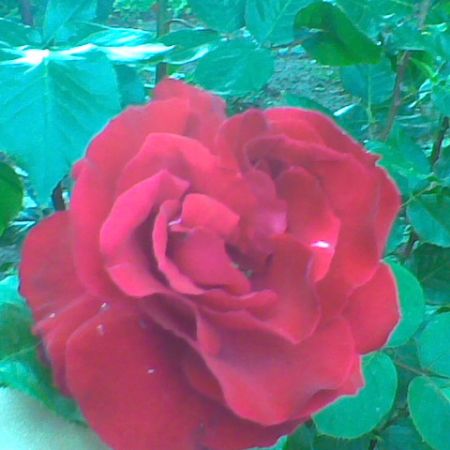 trandafir rosu v