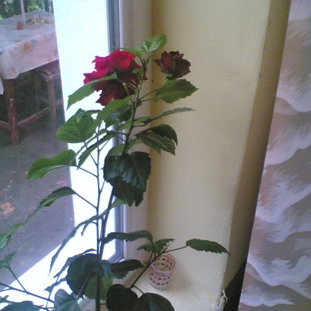 trandafir  japonez