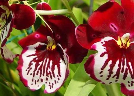 orhidee Miltonia