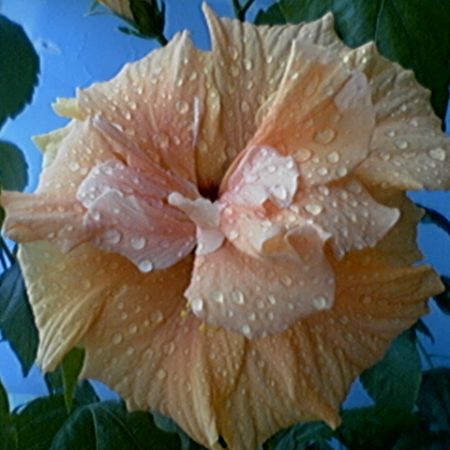 trandafir japonez orange