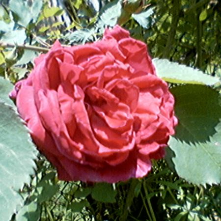trandafirul meu