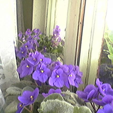 violeta de parma