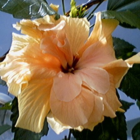 Trandafir japonez orange