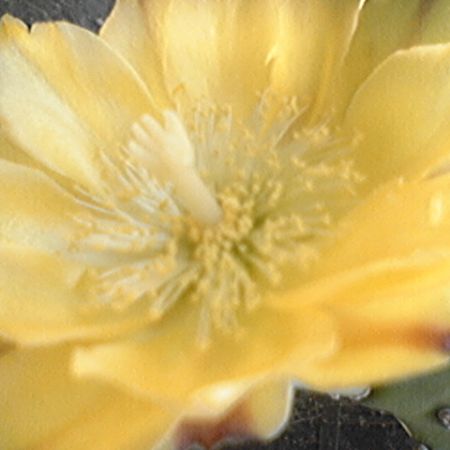 Floare de cactus