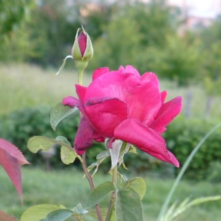 trandafir 