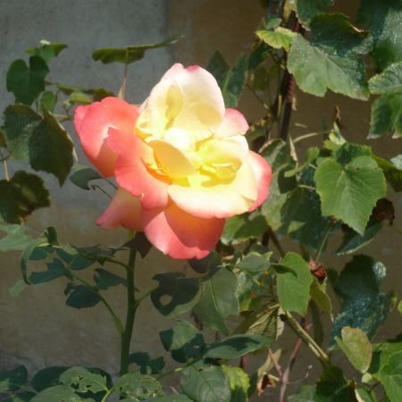 trandafir satirat