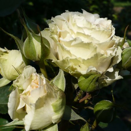 trandafir alb-galbui