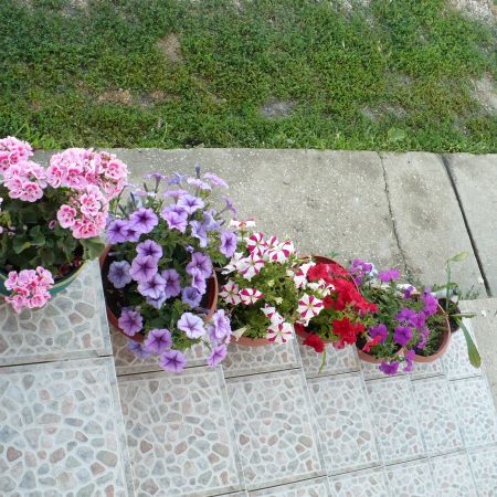 flori pe scari