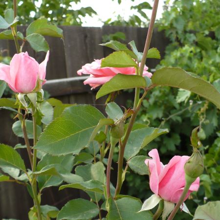 boboci de trandafir roz