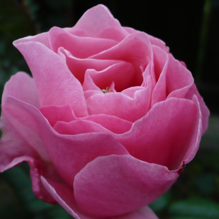 roza roz