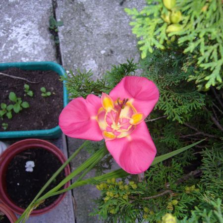 Floare de Tigridia