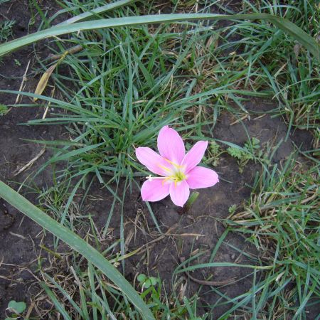 Zephyrantes-Floarea zefirului