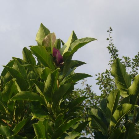 Floare de magnolie la sfarsit de iulie (II)