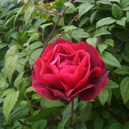 Trandafir rosu pe fond verde