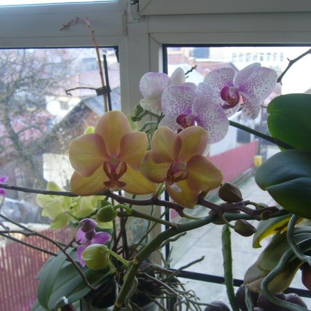 Orhidee 4 (R)