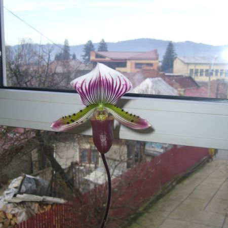 Orhidee 5 (R)