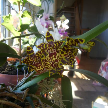 Orhidee (R)