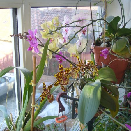 Orhidee 2(R)