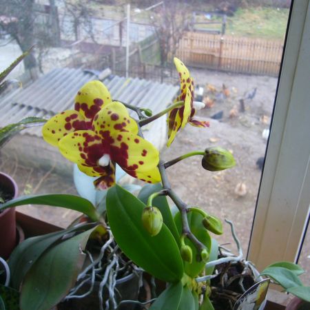 Orhidee 1