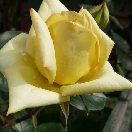 trandafir galben 