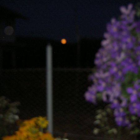 flori in noapte