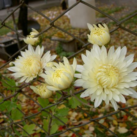 crizanteme albe