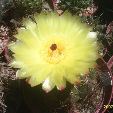 Floare de Cactus