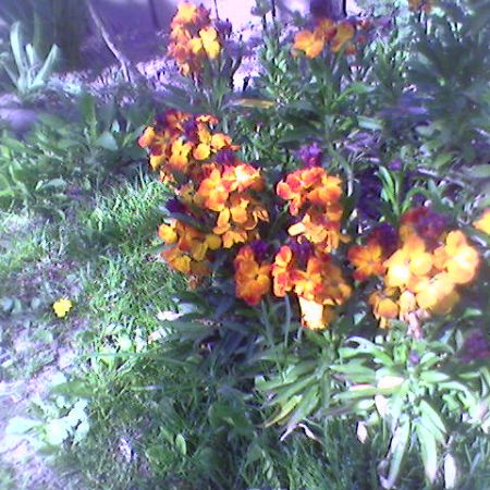 florile mele