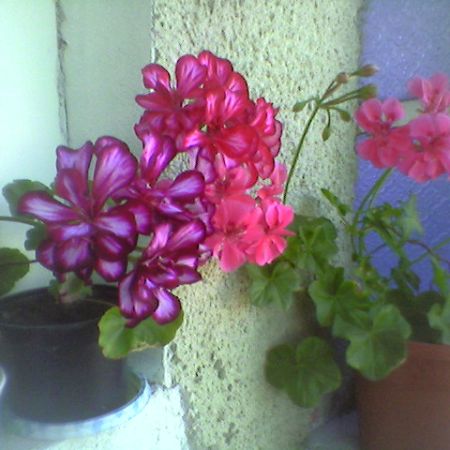 florile mele