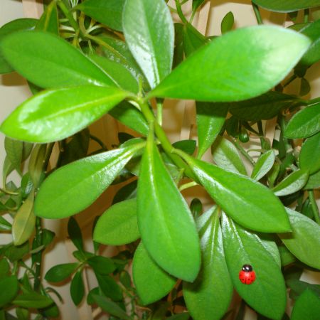 arbore de slabire)