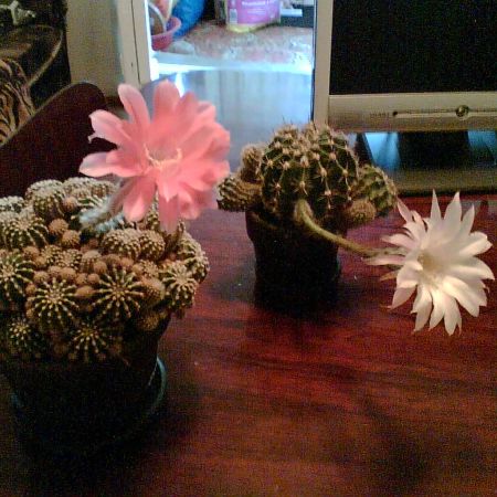 Cactus 5