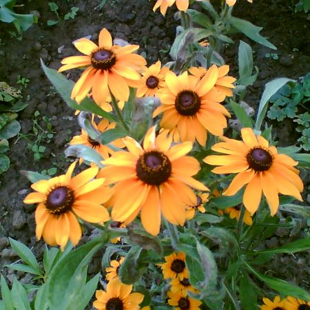 Floarea soarelui in miniatura