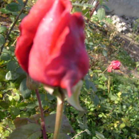 Trandafir,in noembrie