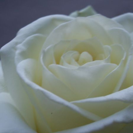 white rose