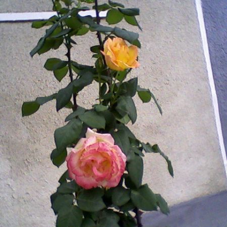 trandafir cu 3 culori