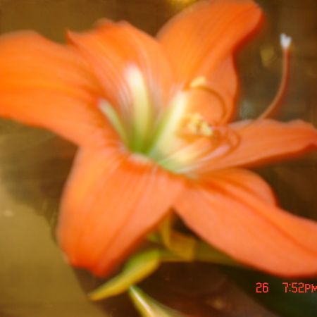 the most beautifull red flower :)