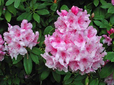 buchetele de rhododendron