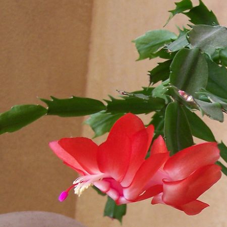 Christmas Cactus on Christmas Cactus