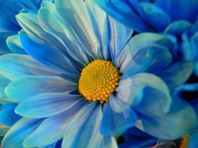 crizantema albastra