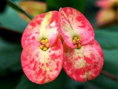 Euphorbia Milly