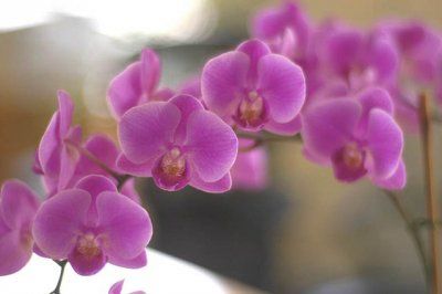 florile orhideei