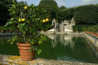 gradina de citrice, Italia