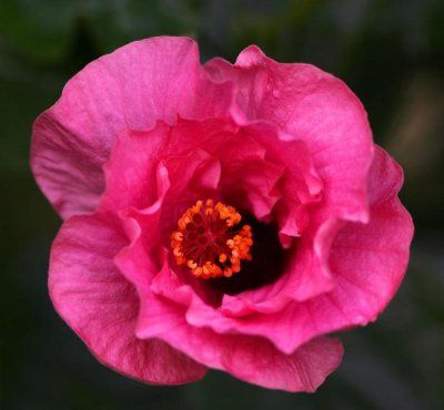Hibiscus (trandafir japonez2)