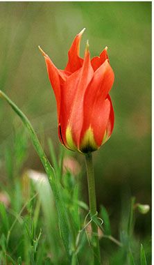 lalele-tulipa agenensis