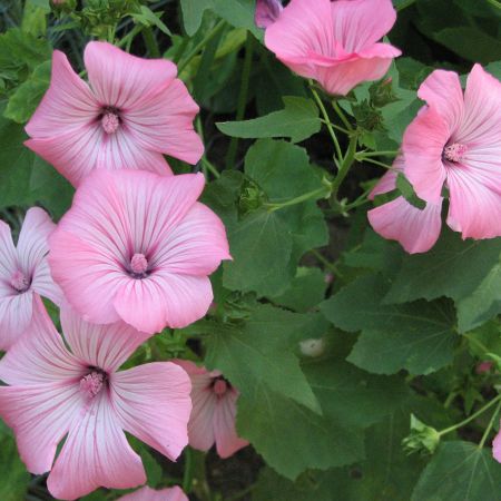 galerie~flori