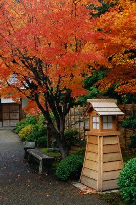 lanterna de lemn, toamna, in gadina japoneza