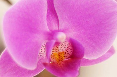 macro orhidee
