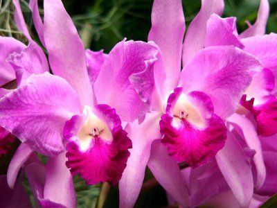 orhidee - Cattleya