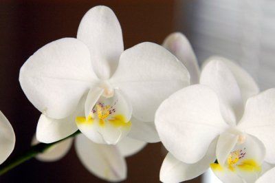 orhidee alba