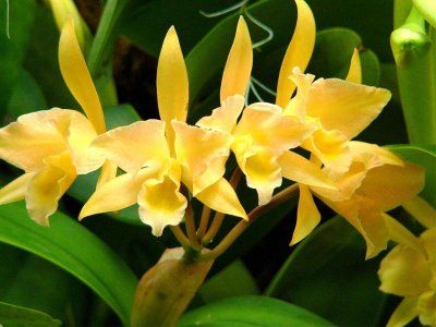 orhidee galbena, Cattleya